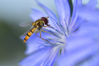 Alimentation des animaux - Introduction - 3mn 47s